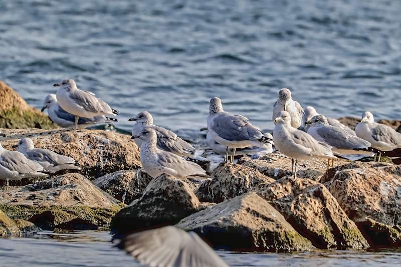 Ring-billed gulls by the reef- 03